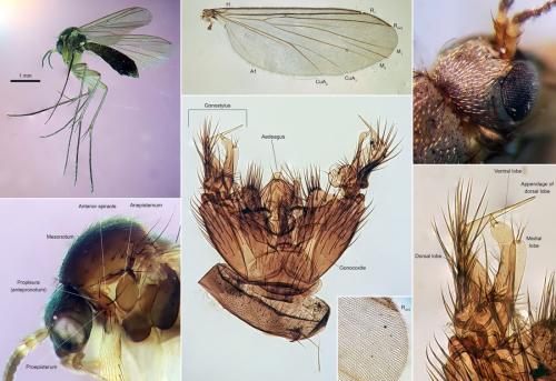 Réf. 316 298 : Exechia fusca